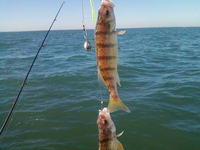 Yellow Perch Fishing Tactics with Captain Tony Zelms ...